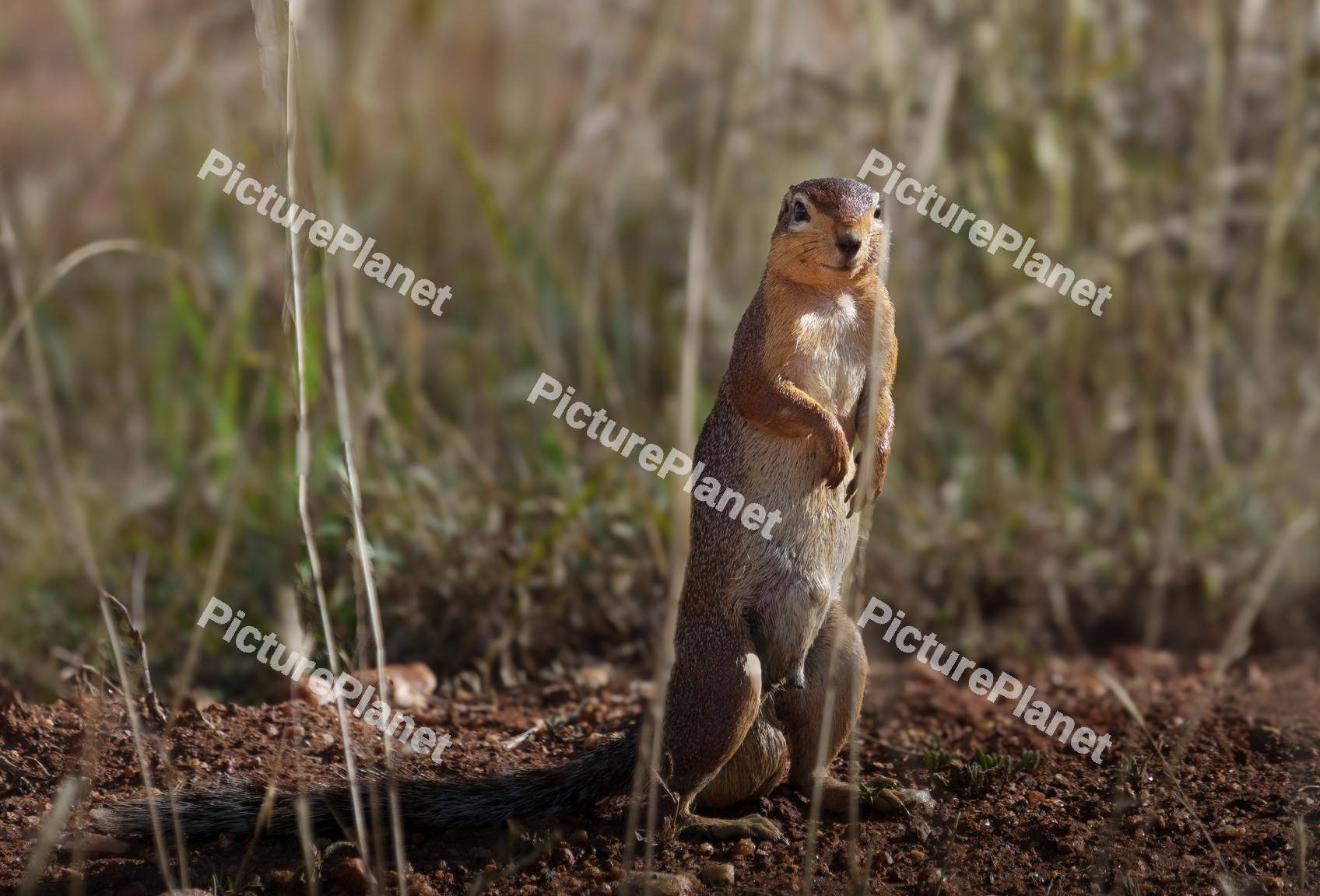 Unstriped ground squirrel